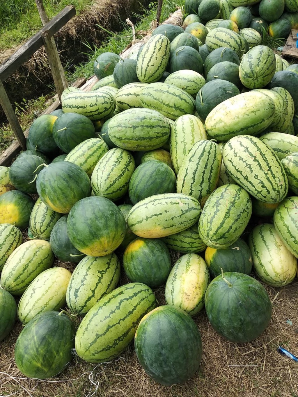 panen semangka