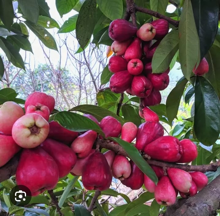 pohon jamaika desa blang