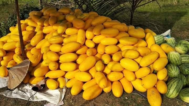 panen semangka madu