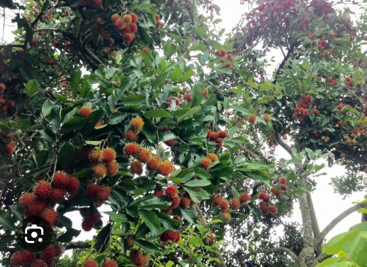 rambutan 